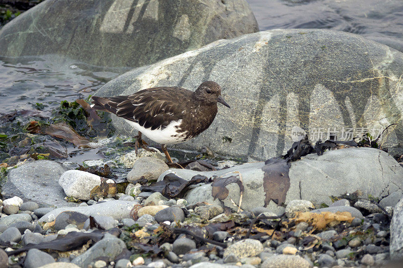 不列颠哥伦比亚省温哥华岛海岸线上，黑turnstone鸟正在啄食Whiffin Spit公园